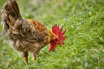 Frei lebende Hahn auf dem Bauernhof