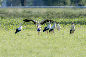 Storks in a swampy flooded area in a field among the grass.
