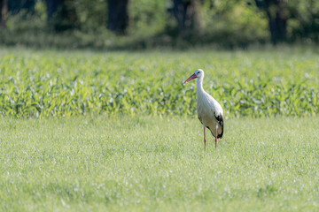 Obraz premium Storks in a swampy flooded area in a field among the grass.