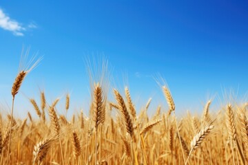 Fototapeta premium PNG Brown wheat field border sky agriculture outdoors.