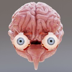 Realistic 3D Render of Eyes with Brain