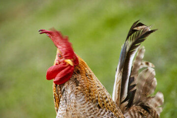 Frei lebende Hahn auf dem Bauernhof