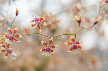 Close-up of vibrant Oncidium orchids in bloom, showcasing their intricate yellow and red petals. Captured in natural light with a blurred background, perfect for themes of gardening and horticulture.