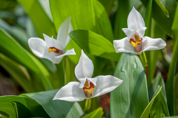Three pristine white Lycaste skinneri orchids stand out against lush green leaves. Their delicate petals and intricate centers create a striking contrast, highlighting nature's elegance and purity.