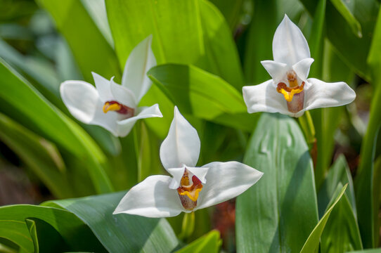 Three pristine white Lycaste skinneri orchids stand out against lush green leaves. Their delicate petals and intricate centers create a striking contrast, highlighting nature's elegance and purity.