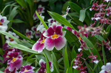 Beautiful display of Miltoniopsis orchids in shades of pink and white with lush green leaves. Captured in natural light, ideal for themes of gardening, horticulture, and plant collections.