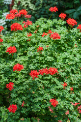 Large pink geranium flowers in daylight. Beautiful blooming geranium plants. Gardening. Pelargonium is an ideal ornamental plant that blooms in summer.