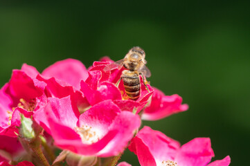 Biene auf Rosenblüte