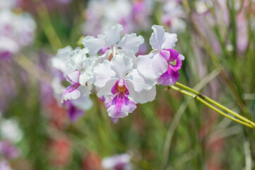 Fototapeta premium Papilionanda orchid inflorescence with delicate pink petals on a sunny day. The soft, sunlit blooms highlight the elegant beauty of this stunning flower.