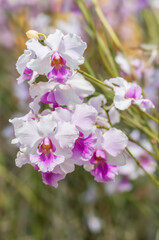 Papilionanda orchid inflorescence with delicate pink petals on a sunny day. The soft, sunlit blooms highlight the elegant beauty of this stunning flower.