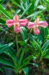 Close-up of a Phragmipedium orchid in full bloom with lush green leaves in the background. The delicate petals are highlighted in a natural light. Gardening, horticulture, and nature theme.