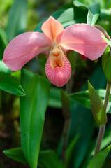 Obraz premium Close-up of a Phragmipedium orchid in full bloom with lush green leaves in the background. The delicate petals are highlighted in a natural light. Gardening, horticulture, and nature theme.
