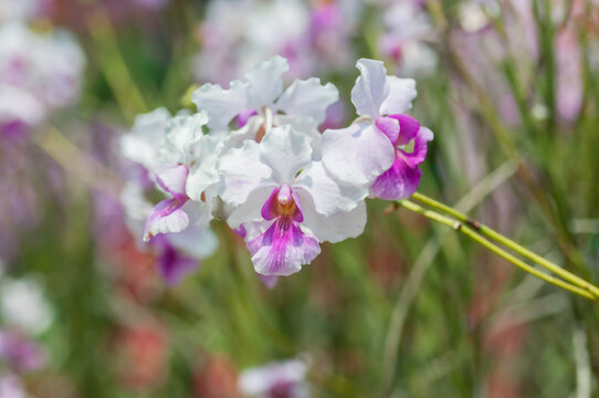 Papilionanda orchid inflorescence with delicate pink petals on a sunny day. The soft, sunlit blooms highlight the elegant beauty of this stunning flower.