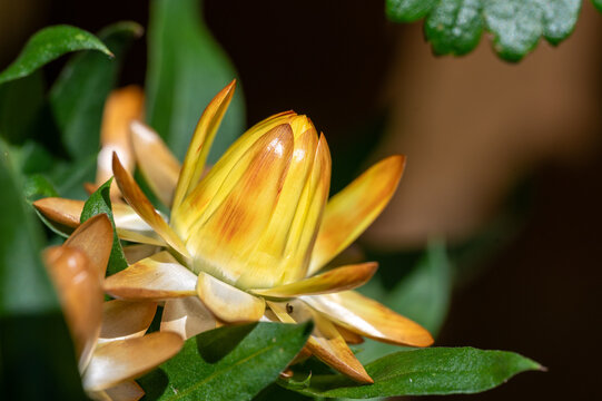 Strohblume gelb seitlich makro