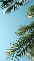 Fototapeta premium Palm leaves sky outdoors nature.