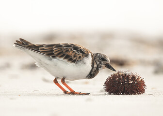 florida shore bird investigates a sea urchin