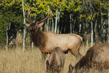 bull elk in Wyoming 