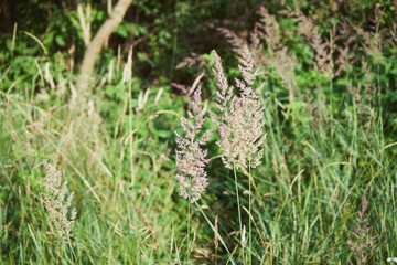 Trzcinnik piaskowy, Calamagrostis epigejos (L.)