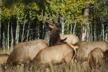bull elk in a pack
