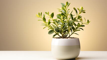 Fototapeta premium Eucalyptus plant on a pot on white background