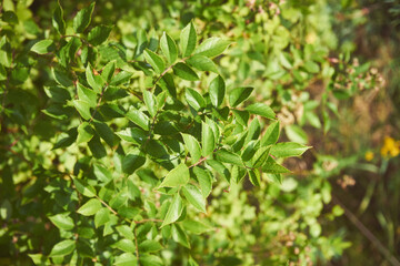 Róża wielokwiatowa, Rosa multiflora Thunb.