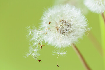 Detailed closeup of a white dandelion in bloom, against a green backdrop. A symbol of growth and freedom.