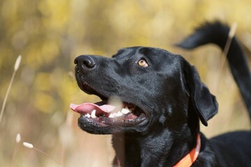 black lab getting ready to hunt