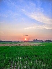 sunset over the field