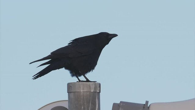 鳴くハシボソガラス (鳴き声あり)