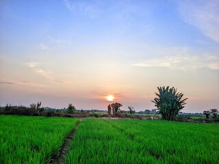 sunset in the rice field