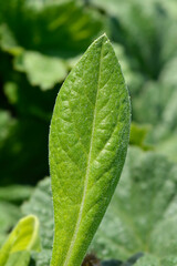 Mountain cornflower leaves