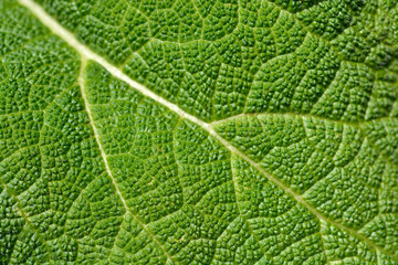 Clary sage Vatican Pink leaf detail