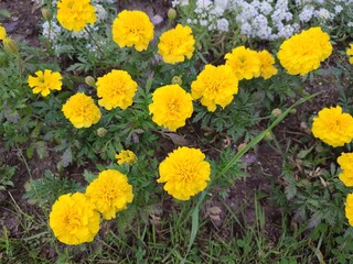 Tagetes erecta