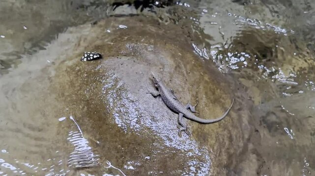 The lives of butterflies and lizards in nature