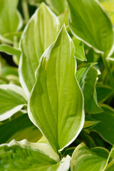 Hosta So Sweet leaves