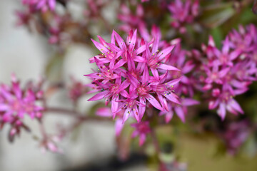 Two-row stonecrop flowers