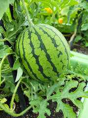 a watermelon, an apple watermelon, growing on the vine, surrounded by green leaves. a typical green rind with dark green stripes and appears fresh 