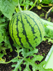 a watermelon, an apple watermelon, growing on the vine, surrounded by green leaves. a typical green rind with dark green stripes