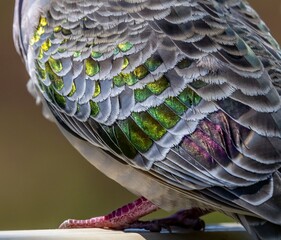 Close up image of the metallic wing colors of a Common Bronzewing pigeon (phaps chalcoptera)