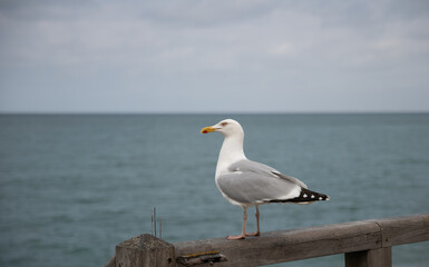 single seagull bird with the sea and horzion as background