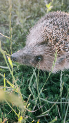 Hedgehog in natural habitat. The European hedgehog (Erinaceus europaeus)