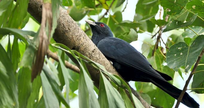 Asian koel(male) on a tree