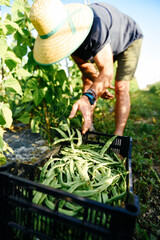 Naklejka premium Anonymous Farmer Harvesting Fresh Green Beans in a Garden