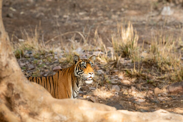wild female royal bengal tiger or panthera tigris closeup standing with face is in half light and...
