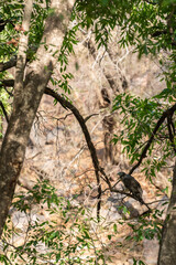 Wild male Oriental or crested Honey Buzzard or Pernis Ptilorhyncus bird perched high on tall tree during summer migration at Ranthambore national park forest safari tiger reserve Rajasthan India asia