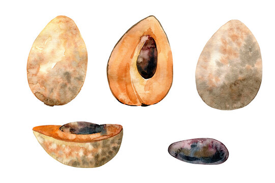 Hand Drawn Watercolor sapote Fruit illustration. Set of elements.