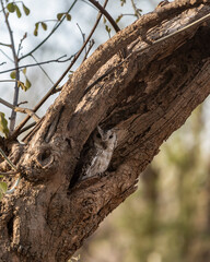 indian scops owl or Otus bakkamoena owlet closeup with eye contact in nest or hollow tree during safari at ranthambore national park forest reserve rajasthan india asia