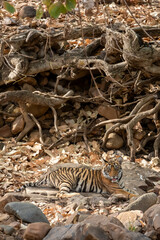 wild female bengal tiger cub or panthera tigris sitting near tree roots under shade during summer season jungle safari at Ranthambore National Park Forest Reserve Sawai Madhopur Rajasthan India asia