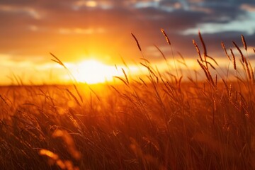 Field sun backgrounds landscape.