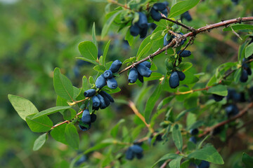 Haskap berry on twigs on a plantation in Poland